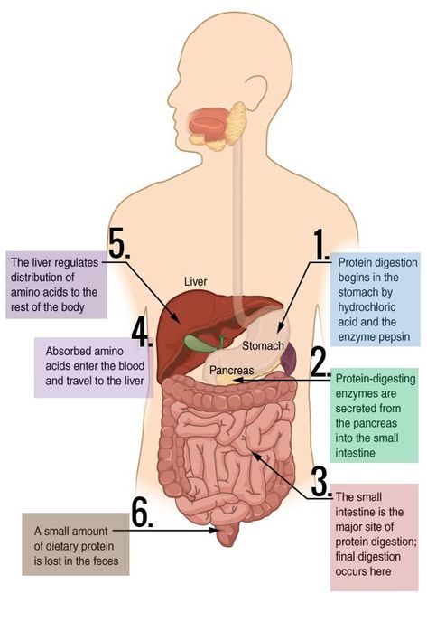 Digestive System Model, Neet Notes, Digestion And Absorption, Human Body Facts, Help Digestion, Digestion Process, Human Anatomy And Physiology, Baking Soda Shampoo, Stomach Acid