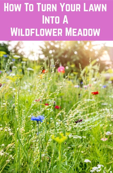 This may be the single best thing you do for the planet. Wilding Garden, Biodiverse Lawn, Wildflower Landscaping, Wildflower Backyard, Wildflower Inspiration, Meadow Lawn, Backyard Meadow, Meadow Plants, Wildflower Gardens