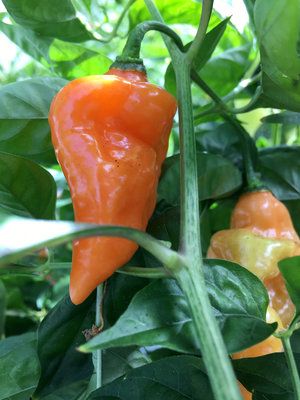 This Heatless Habanero Packs All Of The Flavor With None Of The Burn : The Salt : NPR Tomatillo Plant, Hot Peppers Plants, Vegetarian Recipes Dessert, Pepper Plant, Orange Peppers, Backyard Gardening, Habanero Peppers, Pepper Plants, Garden Help