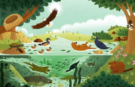 Animal Book Illustration, Habitat Illustration, Ecosystem Illustration, Baby Animal Illustration, River Animals, River Illustration, Animals Habitat, Childrens Book Illustrations, Camping Pics