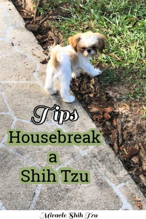 Shih Tzu Puppy Training, Shih Tzu Training, Perro Shih Tzu, How To Potty Train, Shitzu Dogs, Shih Tzu Grooming, Shitzu Puppies, Potty Train, Potty Training Puppy