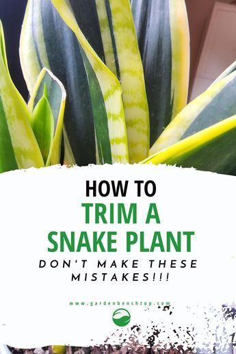 Maximize your snake plant's potential with our step-by-step guide on how to trim it. Keep your plant looking healthy and beautiful with ease! Snake Plant Indoor, Snake Plant Propagation, Jade Plant Care, Garden Snakes, Snake Plant Care, Sansevieria Plant, Plant Care Houseplant, Plant Problems, Inside Plants