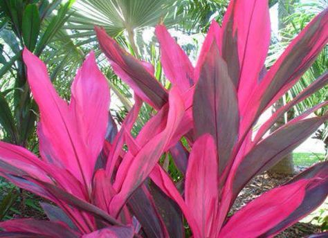 Cordyline plants (Cordyline fruticosa) add landscape color inside and out, cordyline leaves range from (red, purple, bronze, or pink) Red Star [LEARN MORE] Cordyline Fruticosa, Ti Plant, Hawaiian Plants, Florida Plants, Tropical House Plants, Red Plants, Purple Plants, Indoor Plant Care, Pink Plant