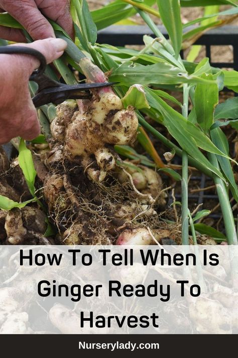 Ginger harvesting time -
How to harvest ginger root -
Ginger root maturity signs -
Ginger harvesting techniques -
Ginger harvest season -
Ginger harvesting guide -
Ginger root harvesting tips -
Harvesting ripe ginger -
Ginger root digging process -
Harvesting and storing ginger -
Ginger plant growth stages -
Ginger root size for harvesting -
Soil conditions for ginger harvesting -
Ginger plant leaf yellowing as a sign -
Ginger plant flowering and harvesting -
Ginger root color changes - Ginger Planting, Growing Herbs In Pots, Raw Ginger, Ginger Recipes, Growing Herbs, Medicinal Herbs, Medicinal Plants, The Signs, Sustainable Living