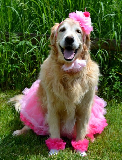 Brie's 9th Birthday ..outfit #2 Golden Retriever Birthday, Dogs Things, Labrador Dog, Big Dog, Dog Costume, Dogs Golden Retriever, Retriever Dog, 9th Birthday, Golden Retrievers