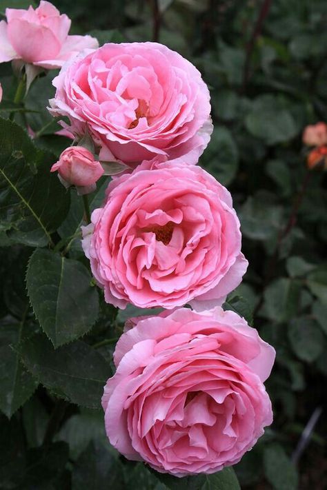 Grandiflora Roses, Hybrid Tea Rose, Rose Queen, Rose Absolute, Types Of Roses, Bulgarian Rose, Hybrid Tea Roses, Tea Rose, Rose Oil