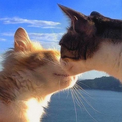 Dogs In Love, Crush Crush, Cat Couple, Cat Ideas, Cute Pics, Two Cats, Cat Aesthetic, Cat Wallpaper, Pretty Cats