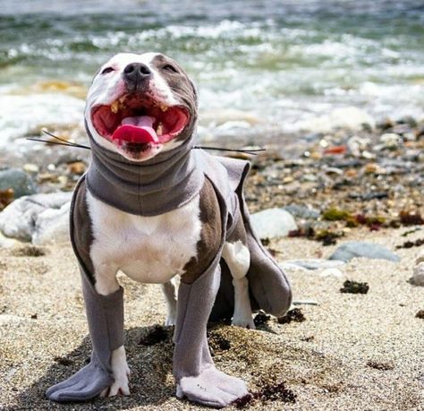 Pitbull Halloween Costumes, Seal Costume, Pitbull Puppy, Pitbull Mom, A Seal, Dog Projects, Aggressive Dog, Pit Bull Love, Bull Terriers