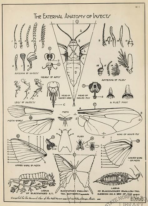 Bug Anatomy, Bug Reference, Entomology Illustration, Moth Fairy, Insect Anatomy, Poodle Moth, Insect Drawing, Tattoo Cartoon, Entomology Art