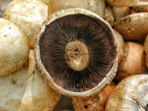 Vegetarian Homemade Cream of Mushroom Soup Stuffed Portobello Mushroom Caps, Roasted Portobello Mushrooms, Healthy Taco Recipes, Health Benefits Of Mushrooms, Mushroom Quinoa, Marsala Sauce, Grow Mushrooms, Creamy Garlic Mushrooms, Pork Medallions