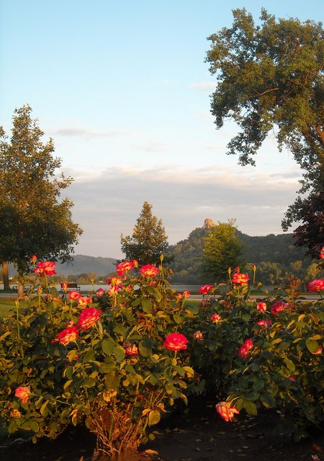 The rose garden at Lake Winona is gorgeous in the warmer months. Photo by Mary… Winona Minnesota, Outdoor Lover, Scenic Beauty, Mississippi River, Nature Aesthetic, Rose Garden, The Rose, Beautiful Nature, Minnesota