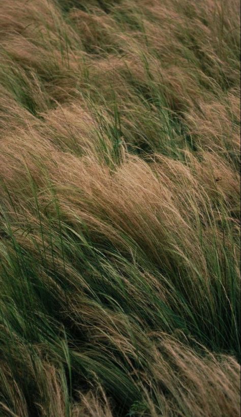 Mexican Feather Grass, Nature Aesthetic, Green Aesthetic, The Wind, Mother Nature, Mood Boards, Islamic Quotes, Landscape Photography, Aesthetic Wallpapers