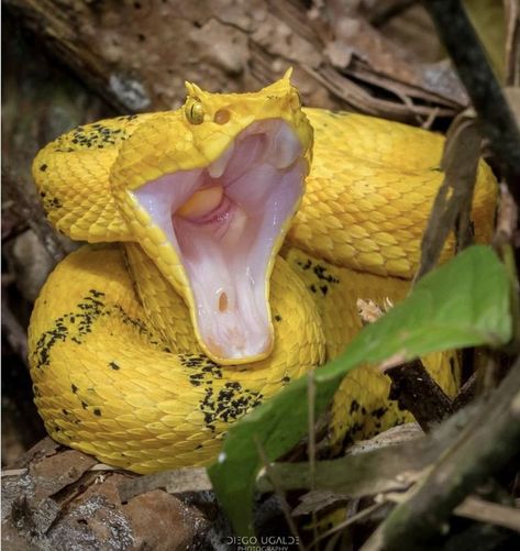 Snake Oc, Endangered Animals Project, Eyelash Viper, Snake Photography, Snake Morphs, Dream Snake, Reptile Zoo, Viper Snake, Reptile Room