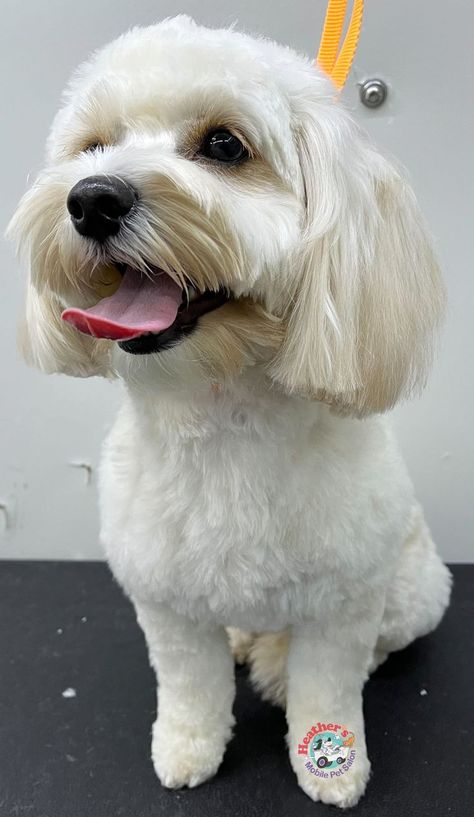 Yorkie Poo Haircut, Maltese Dogs Grooming, Maltese Dogs Haircuts, Maltese Haircut, Shichon Puppies, Poodle Haircut, Maltipoo Dog, Dog Grooming Styles, Bichon Dog