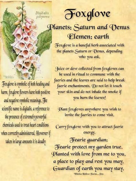 Foxglove Correspondence Spell Herbs, Psychic Eye, Wiccan Rituals, Witch Board, Magickal Herbs, Witch Herbs, Wiccan Crafts, Green Witchcraft, Magia Das Ervas