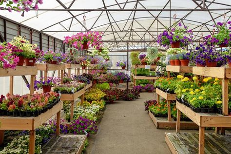 Gardeners sound the alarm about unwanted guests lurking in your local plant nursery: ‘Should be heavily regulated’ — The Cool Down Plant Nursery Ideas, Small Scale Gardening, Garden Center Displays, Traditional Nursery, Plant Study, Large Greenhouse, Perennial Vegetables, Greenhouse Plants, Greenhouse Growing