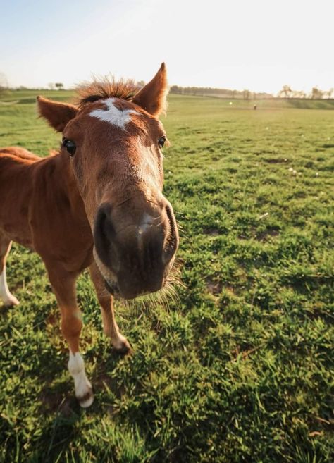 Spy Coast Farm, Lexington, Kentucky Lexington Kentucky Aesthetic, Kentucky Countryside, Kentucky Aesthetic, Kentucky Horse Farms, Lexington Kentucky, Lexington Ky, Horse Farms, Horse Stuff, Dream Life