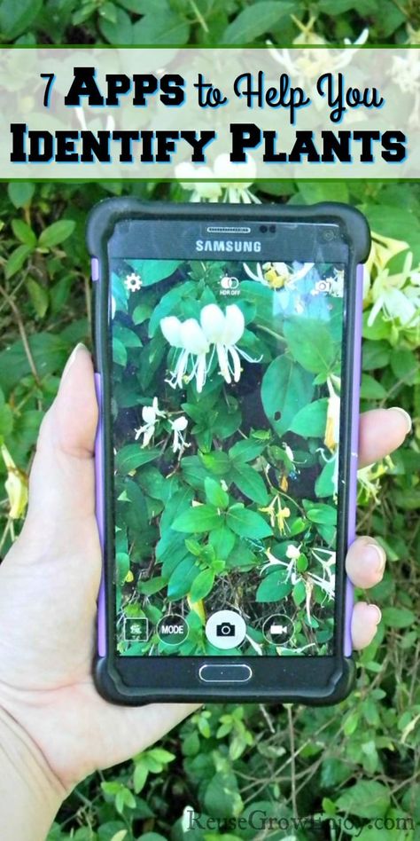 7 Apps to Help You Identify Plants - Reuse Grow Enjoy Identify Plants, Grow Garden, Plant App, Cucumber Trellis, Plants Diy, Edible Wild Plants, Identify Plant, Plants Nature, Plant Identification