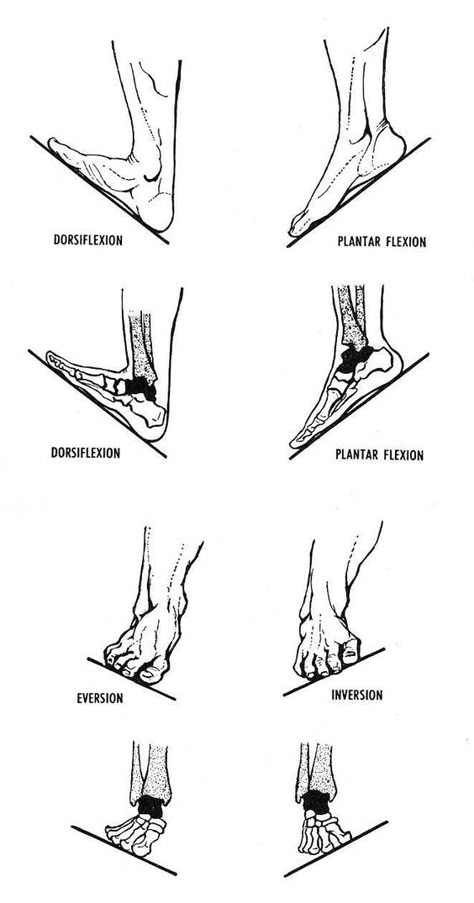 Muscles Anatomy, Foot Anatomy, Trening Sztuk Walki, Basic Anatomy And Physiology, Yoga Anatomy, Human Body Anatomy, Medical School Studying, Rad Tech, Muscle Anatomy