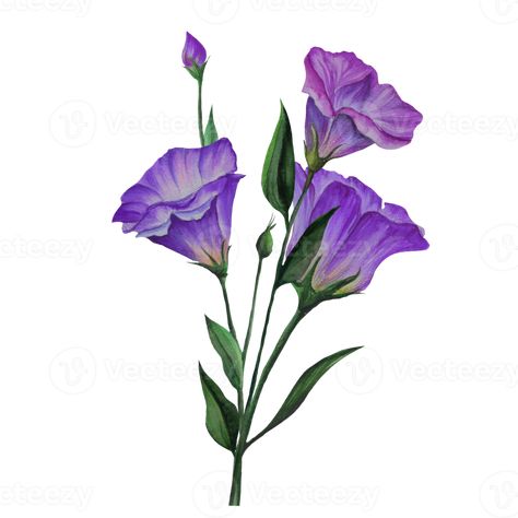 Eustoma flowers, Lisianthus watercolor illustration Drawing Tips, Free Png, Watercolor Illustration, Wall Painting, Transparent Background, Template Design, Vector Free, Royalty, Royalty Free