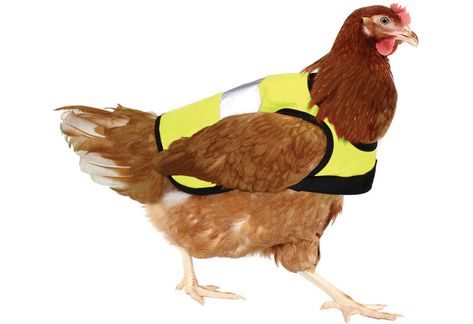 Chicken Harness, Walk In Chicken Run, Chicken Clothes, Chicken Fence, Portable Chicken Coop, Backyard Flocks, Diy Chicken, Cute Chickens, Chicken Runs