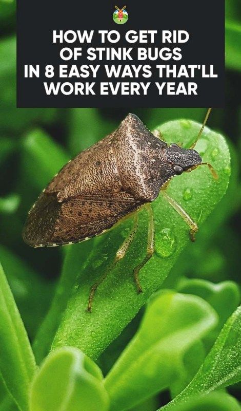 Living in the south means you have a stinkbug problem come fall and winter. With these tried and tested 8 tips, we show you how to get rid of stink bugs Stink Bugs In House, Stink Bug Trap, Snake Repellant, Garden Diy Decoration Ideas, Gemüseanbau In Kübeln, Bug Trap, Kill Ants, Diy Pest Control, Bug Killer