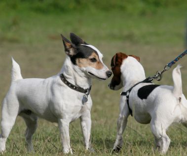 Letting Dogs Meet: The Three Second Rule | Thriving Canine Dog Meet, Group Of Dogs, Jack Russells, Dog Lady, Meet And Greet, Dog Info, Modern Dog, Two Dogs, Dog Owner