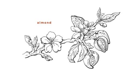 Almond Tree Branch Tattoo, Almond Tattoo Nut, Almond Branch Tattoo, Almond Tree Tattoo, Almond Tattoo, Almond Branch, Tree Tattoo Black, Tree Branch Tattoo, Jewish Feasts