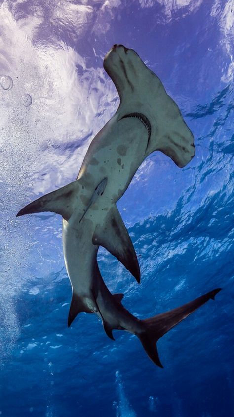 Hammerhead Shark Bimini Bahamas, Shark Pictures, Swimming In The Ocean, Beautiful Sea Creatures, Water Animals, Hammerhead Shark, Cute Shark, Shark Week, Great White Shark