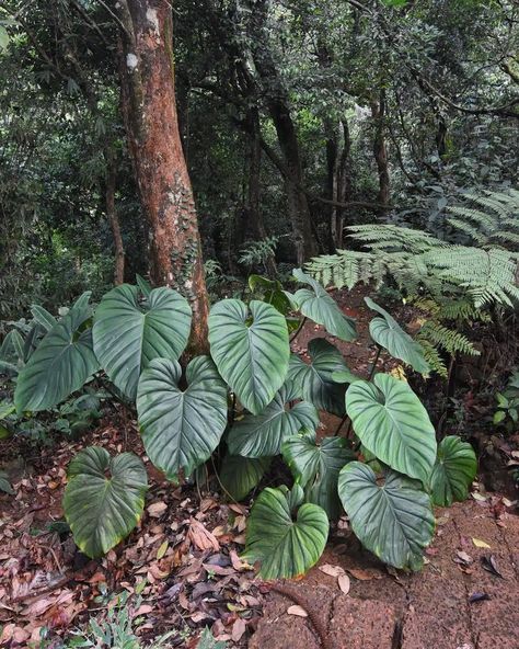 Philodendron Plowmanii: Care and Growing Tips! | Plantcarefully Philodendron Plowmanii, Dream Plants, Plant Wishlist, Growing Tips, Rare Plants, Indoor Plants, To Grow, Art Ideas, Landscaping