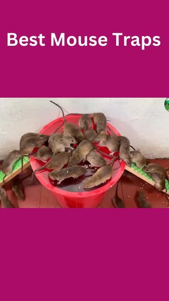 Best Mouse Traps | The most effective simple homemade mouse trap | Traps with plastic buckets Rat Trap Diy, Mouse Trap Diy, Bucket Mouse Trap, Best Mouse Trap, Garden Tools Diy, Rodent Repellent, Creative Inventions, Rat Traps, Easy Diy Hacks