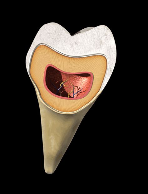 Veins and nerves of tooth Nerve, Enamel Pins