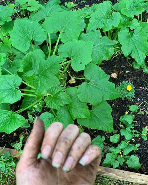 Dirt Under Fingernails, Art Sketchbook, Sustainability, Flight, Sketch Book, Herbs, Plants, On Instagram, Pins