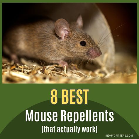 mouse repellents pin Mouse Repellant Diy, Homemade Rodent Repellent, Essential Oil Mouse Repellent, How To Prevent Mice In Your Home, Natural Mouse Repellent For Home, Keep Mice Out Of House, Mouse Repellent Diy, Diy Mouse Repellent, Diy Mice Repellent