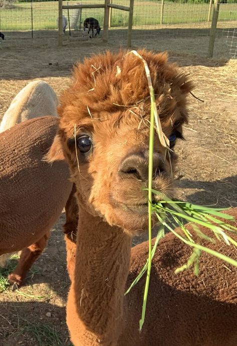 How to Understand Alpaca Behavior and Positively Influence It Textile Animals, Alpaca Facts, Alpaca Pictures, Farm Facts, Hobby Farming, Raising Farm Animals, Farm Craft, Companion Animals, Goat Farm