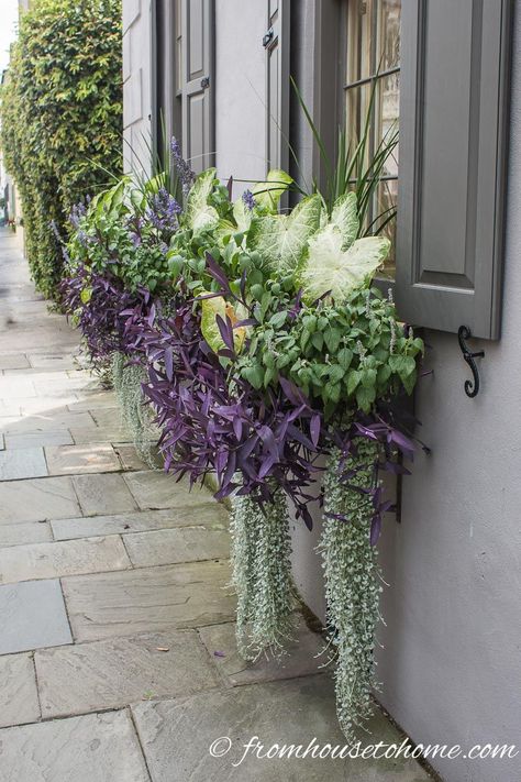 Gorgeous window boxes for the shade with Caladium. Click through to find more flower box ideas. #fromhousetohome #flowerboxes #gardeningtips #gardenideas #containers #windowboxes #shadegarden Flower Box Ideas, Flower Combinations, Impatiens Plant, Window Box Plants, Window Box Garden, Container Garden Design, Window Box Flowers, Cascading Flowers, Blue Plants