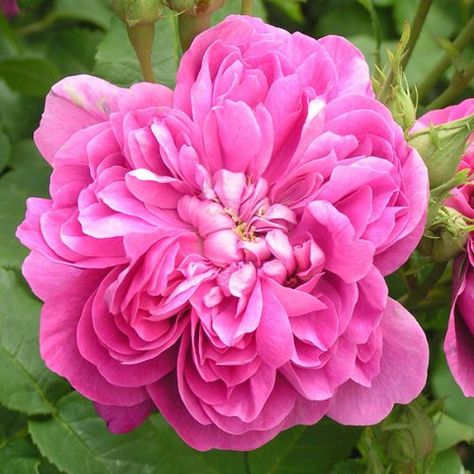 Damask Roses |Trevor White Roses| Specialist Growers of Ancient Roses Old Roses, Pink Damask, Damask Rose, White Damask, Buttercream Flowers, Planting Roses, Rose Oil, Deep Pink, Birth Flowers