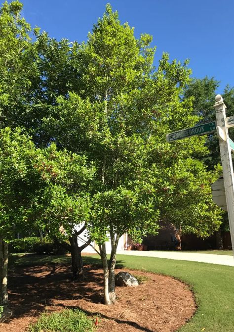 American Holly Tree, Holly Trees, Spring Backyard, American Holly, Conifers Garden, Garden 2023, 2023 Mood, Sacred Plant, Holly Tree