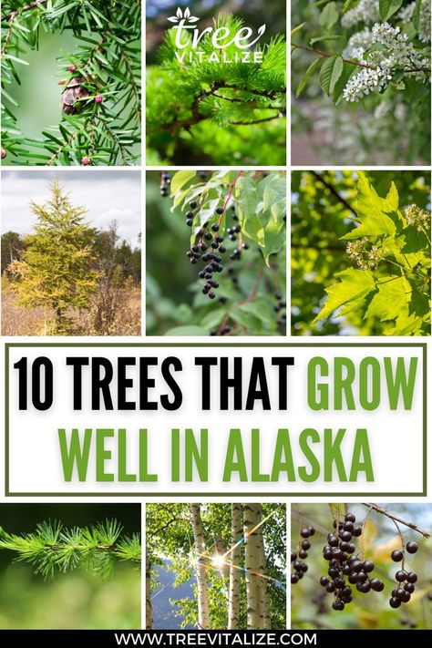 10 Trees That Grow Well in Alaska Alaska Homestead, Live Off Grid, Living Off Grid, Homestead Gardens, Beautiful Trees, Places To Live, Hardy Plants, Healthy Beauty, Hobby Farms