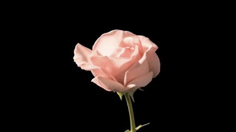 Pink Gif Banner, Pink Aesthetic Gif, Flower Thoughts, Flower Animation, Banner Gifs, Rachel Elizabeth Dare, Rosé Gif, Aesthetic Gifs, Arte Gif