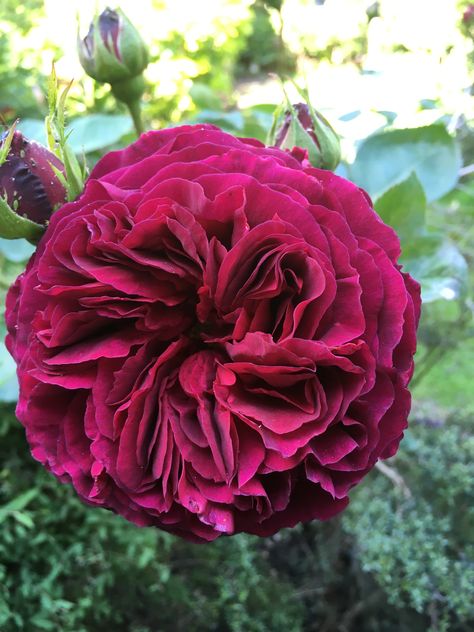 David Austin Rose - Darcey  Bussell Darcey Bussell, David Austin Rose, Austin Rose, David Austin Roses, David Austin, Austin, Plants, Flowers