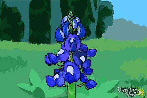 How to Draw a Bluebonnet - Step 15 Bluebonnet Drawing, Drawing Steps, Easy Step By Step Drawing, Blue Chairs, Fruit Shape, Flower Sketch, Drawing Lessons For Kids, Texas Bluebonnets, Drawing Lesson