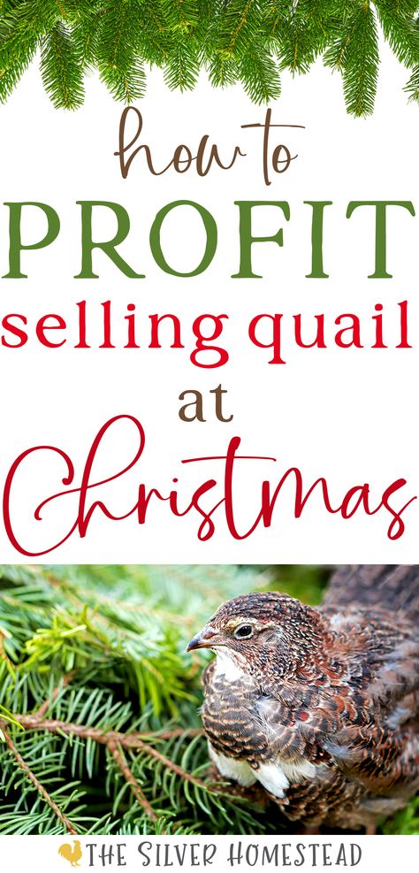 a brown and white Tuxedo Coturnix quail hen is perched among the green needled branches of a real spruce Christmas tree with text that reads how to profit selling quail at Christmas Outdoor Quail Enclosure, Natural Quail Habitat, Backyard Quail, Quail Chicks, Quail House, Coturnix Quail, Quail Coop, Raising Quail, Spruce Christmas Tree