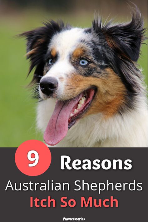 In this post you’ll discover: 9 reasons why your australian shepherd is so itchy, When your aussie’s itching is something to be worried about, 4 tips to help your australian shepherd not be so itchy (Tip #3 is something you can do immediately!), And much more. Australian Shepherd Grooming Styles, Grooming Australian Shepherd, First Aid For Dogs, Mini Aussie Puppy, Aussie Shepherd, Pet Tips, Aussie Puppies, Grooming Style, Mini Aussie