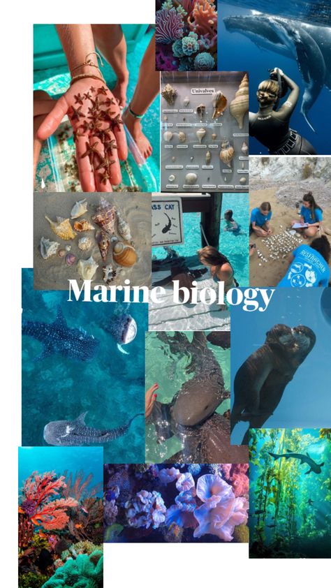 Marine Biology Jobs, Biology Jobs, Oceanography Marine Biology, Wildlife Biologist, Vet Assistant, Marine Biologist, Marine Conservation, Future Jobs, Oceanography