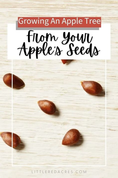 Growing Apple Trees Apple Trees From Seeds, Starting Seeds Inside, Incubating Eggs, Growing Apple Trees, Growing Plants From Seeds, Apple Tree From Seed, Vertical Herb Gardens, Homestead Gardening, Growing Herbs Indoors