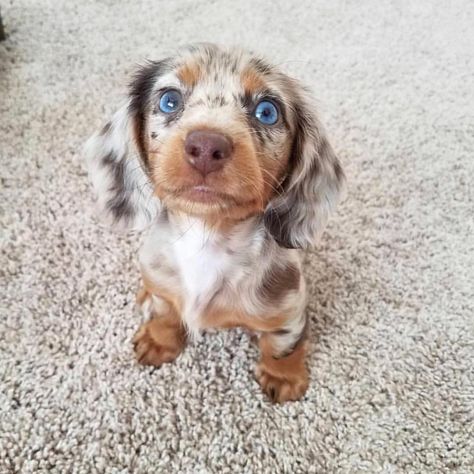 Dapple Dachshund Puppy, Dapple Dachshund, Super Cute Puppies, Baby Animals Pictures, Weenie Dogs, Cute Little Puppies, Dachshund Puppies, Dachshund Puppy