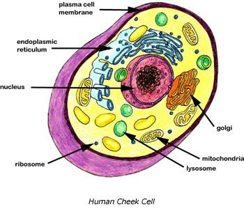 Cross section of a human cheek cell.  Even our cells have organ(ells)s.  Basic biology (you know.) Cell Diagram, Science Cells, Cell Parts, Cell Organelles, Biology Classroom, Ap Biology, Animal Cell, Biology Teacher, 5th Grade Science