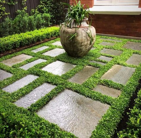 Dichondra repens – Alternative to grass – Lush lawn! - Plant Tiles Australia Plant Tiles, Tiles Australia, No Mow Grass, Evergreen Groundcover, Emerald Green Arborvitae, Mock Orange, Lush Lawn, Green Carpet, Plant Nursery