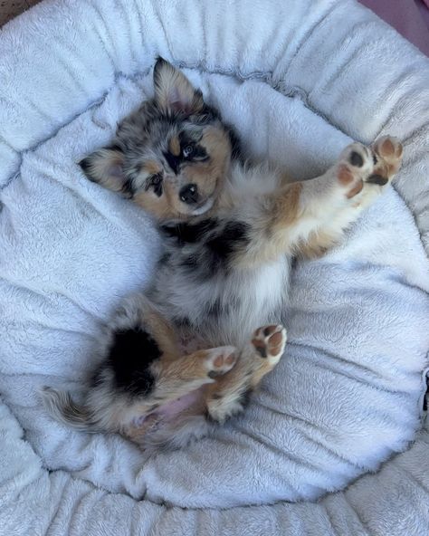 Baby Puppy, Australian Shepherd Puppy, Cute Dogs Images, Very Cute Puppies, Aussie Puppies, Super Cute Puppies, Cute Dog Photos, Cute Animals Puppies, Dream Dog